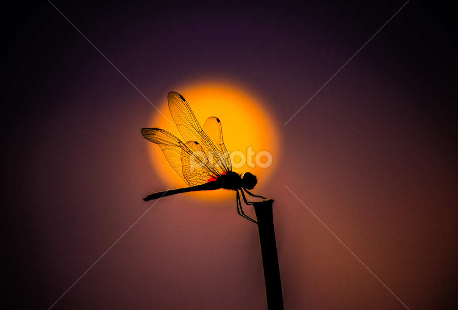 by Nani Garu - Animals Insects & Spiders