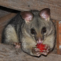 Common Brushtailed Possum