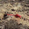Ruddy Marsh Skimmer(Male)