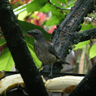 saltador ajicero - Greyish Saltator