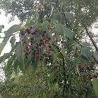 Chokecherry