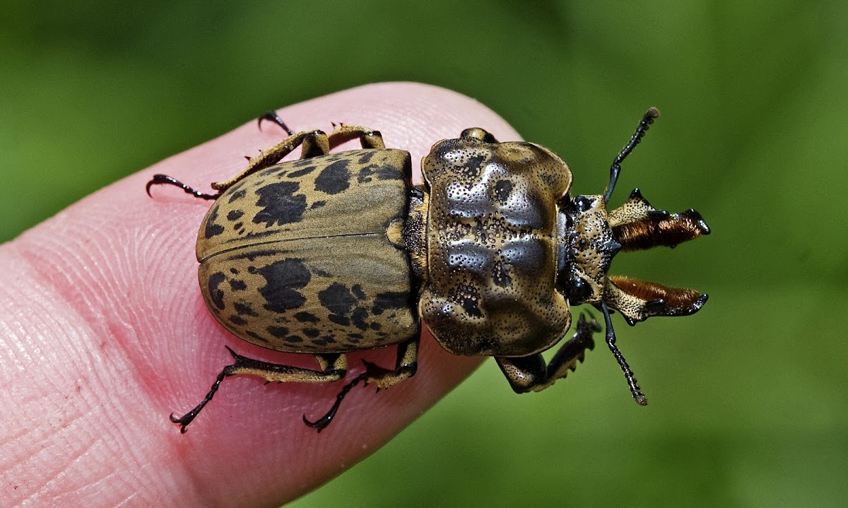 Brown Stag Beetle