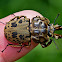 Brown Stag Beetle
