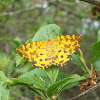 Speckled Yellow Moth