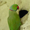 Rose-ringed Parakeet