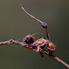 Zombie ant