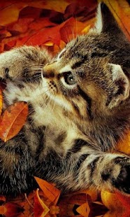 How to install Funny kitty pet 1.0 unlimited apk for laptop