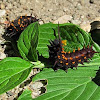 Pipevine Swallowtail Larvae