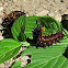 Pipevine Swallowtail Larvae