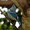 Blue-gray Tanager (sanhaçu-da-amazônia)