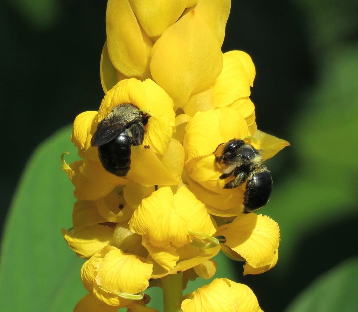 Carpentar bees