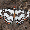 Tuftwing moth