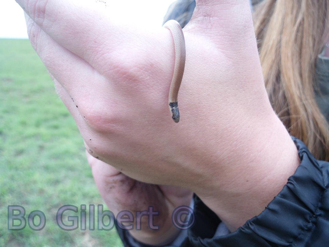 Black-headed centipede-eater