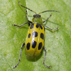 Spotted Cucumber Beetle.