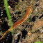 Southern Zigzag Salamander