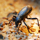 Beetle - Desert skunk Beetle