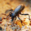 Beetle - Desert skunk Beetle