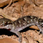 Eborac Island gecko