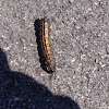 Orange-striped oak worm