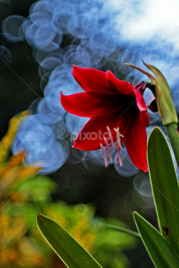 Liliaceae by Alexius Mahargono - Flowers Single Flower
