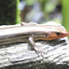 American Five-lined Skink (adult male)
