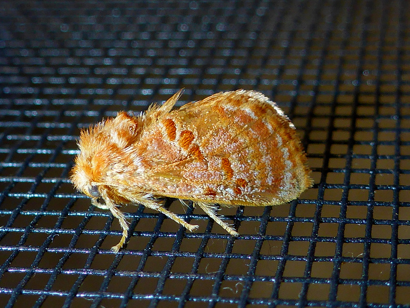 Orange Cup Moth