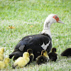 Muscovy Duck and Ducklings