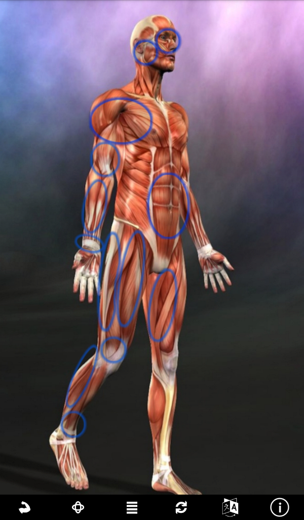 Android application Muscle Trigger Point Anatomy screenshort