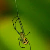 Venusta orchard spider