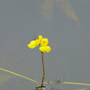 Golden Bladderwort