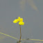 Golden Bladderwort