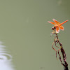 Asian Amberwing