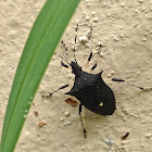 Black Stink Bug