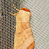 Drexel's datana moth