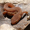 Red-eft (juvenile red-spotted newt)