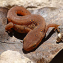Red-eft (juvenile red-spotted newt)