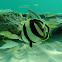 Banded Butterflyfish