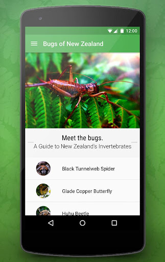 Bugs of New Zealand