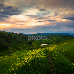 Wild flower by Ben Liu - Landscapes Mountains & Hills