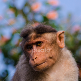 Visionist by Aditya Bugadi - Animals Other Mammals