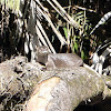 Neotropical River Otter