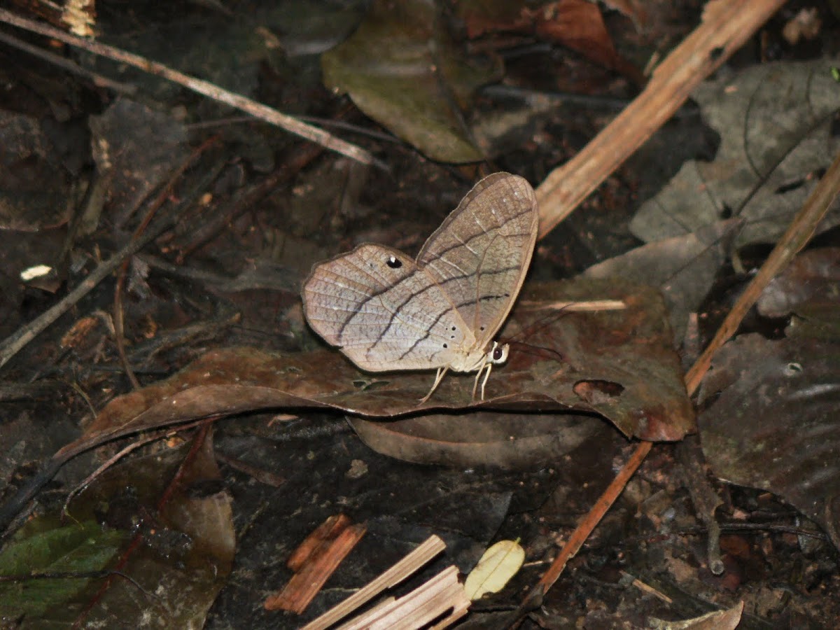 Pierella butterfly
