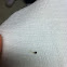 Human bot fly (larva)