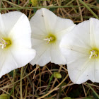 Field Bindweed