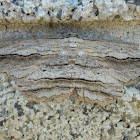 Rippled moth