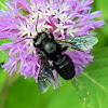 carpenter bee