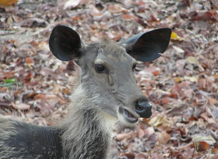 Sambar (deer)
