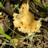 Gymnopus subnuda Mushroom