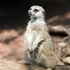 Meerkat