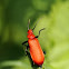 red headed cardinal beetle